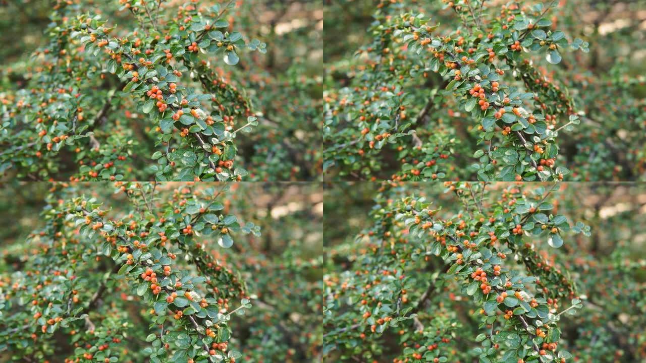 秋天的红浆果和绿色叶子的矮Cotoneaster水平的岩石或墙在一个花园。