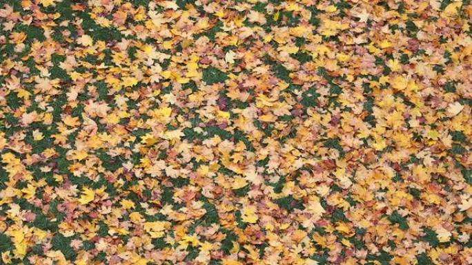 掉落的彩色叶子地毯
