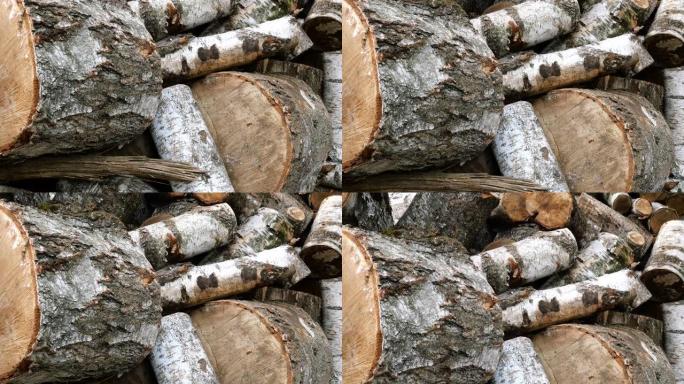 不同横截面的桦木原木堆在后院或仓库中。