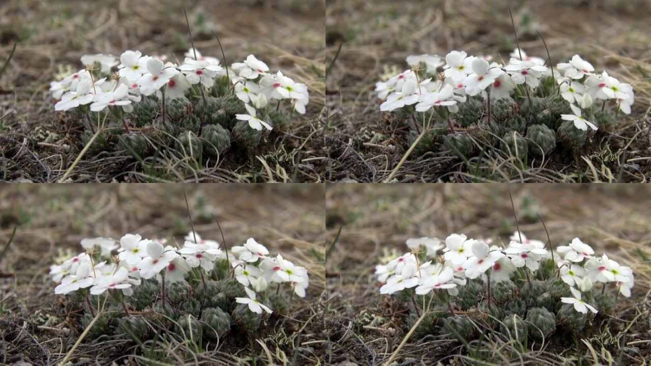 蒙古野生草原上的白花。