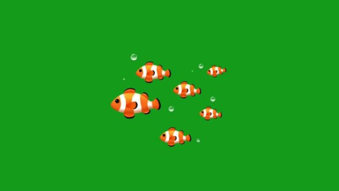 绿屏背景游泳鱼运动图形