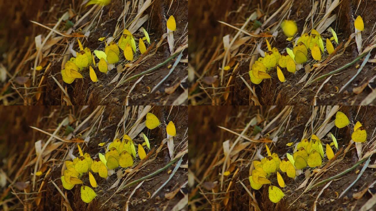 一群黄色的蝴蝶在地上喝水，一群黄色的小蝴蝶在地上。蝴蝶飞走着陆，一堆蝴蝶在潮湿的地面上