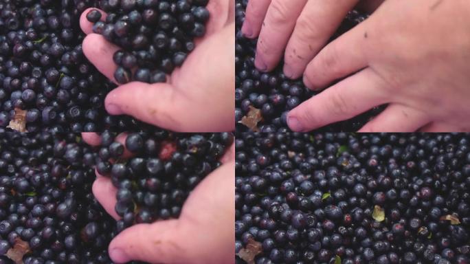 手拿着一串蓝莓。新鲜采摘的野生蓝莓。新鲜蓝莓或越橘。