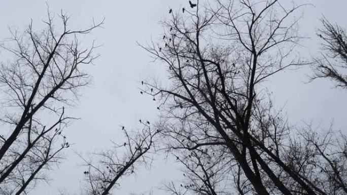灰蒙蒙的天空映衬着乌鸦的阴暗轮廓。