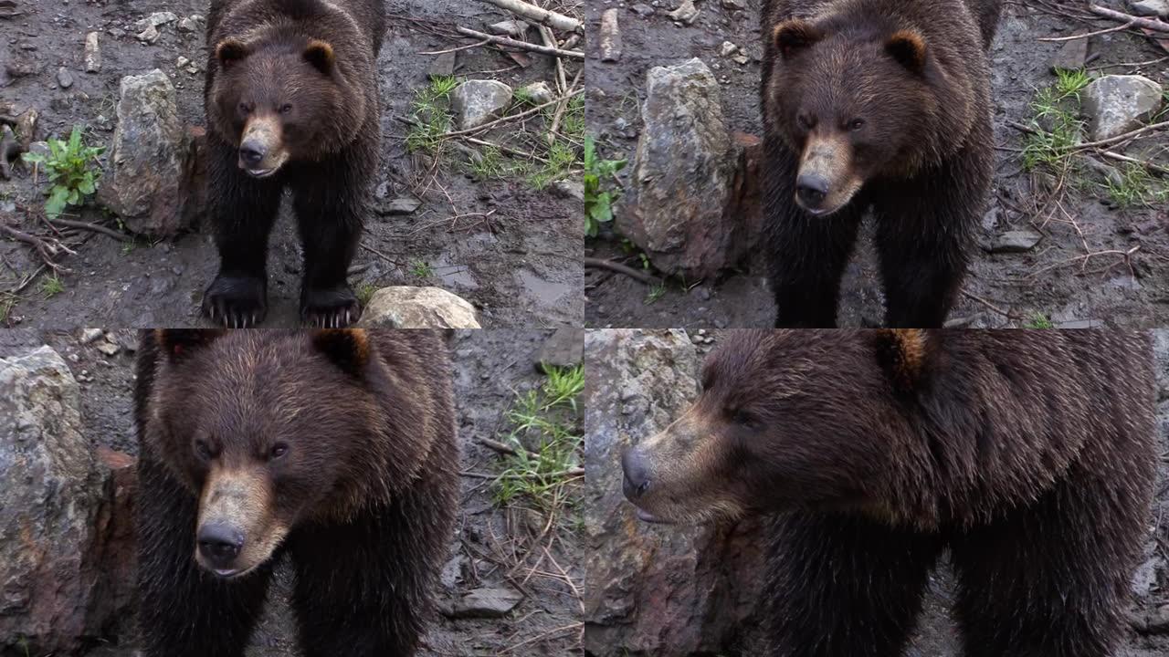 黑熊直视摄像机的镜头。