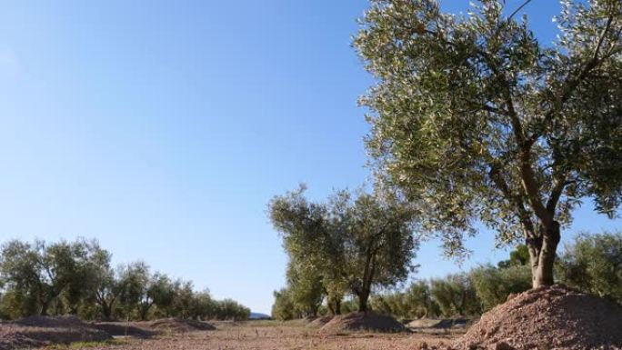 橄榄树。西班牙自然景观