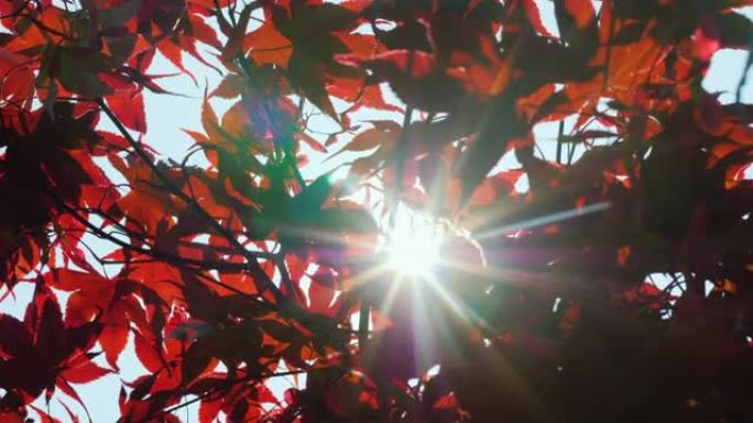 阳光透过美国红枫的叶子