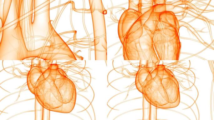 人体循环系统心脏跳动解剖动画概念