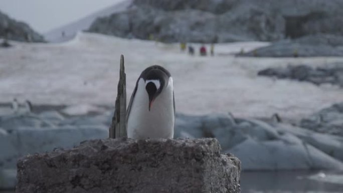 南极洲-坐在岩石上的Gentoo企鹅 (Pygoscelis Papua)