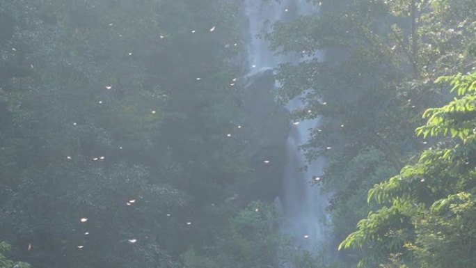 蜻蜓在瀑布和森林的背景下飞行