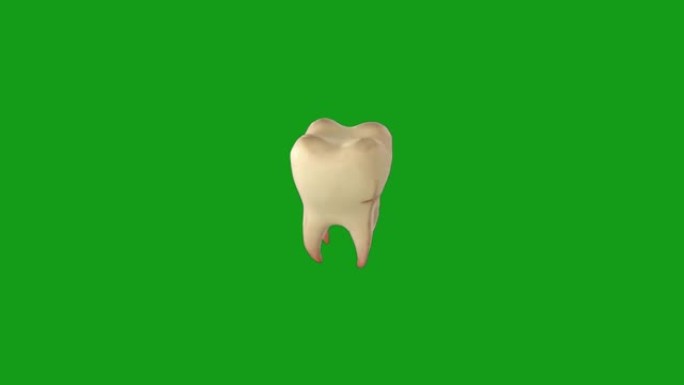 绿屏背景的人类牙齿运动图形