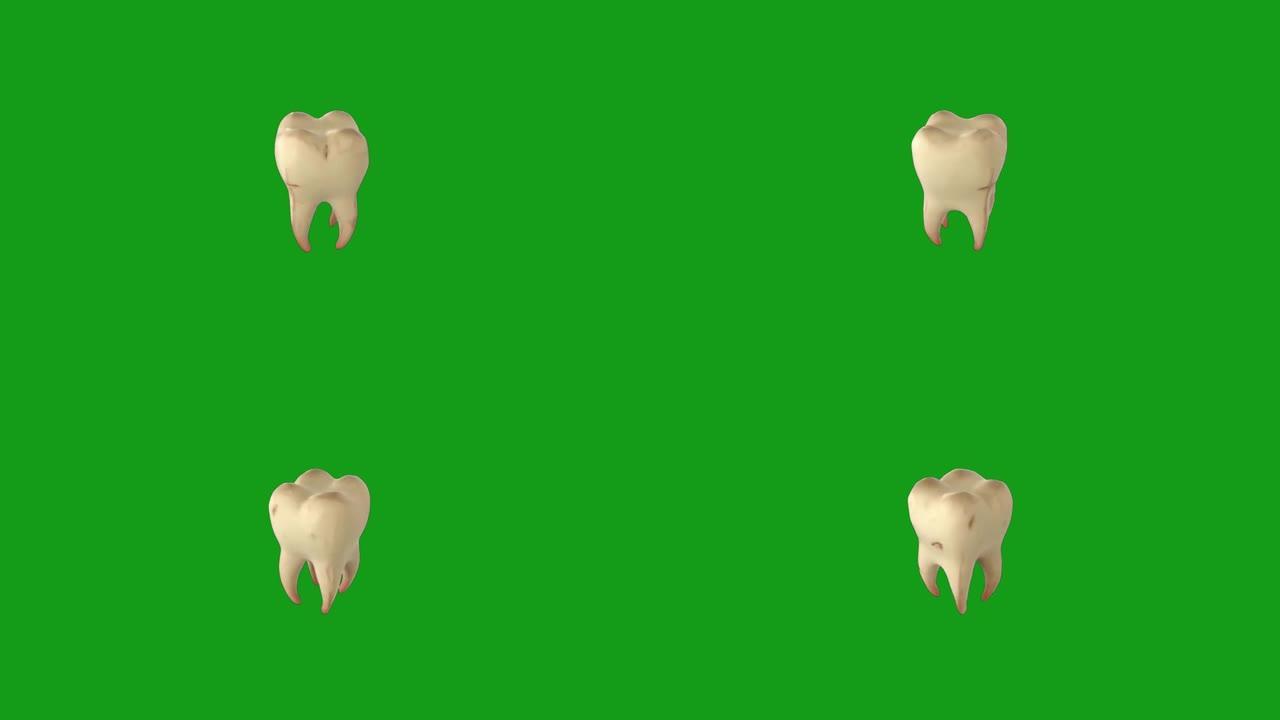 绿屏背景的人类牙齿运动图形