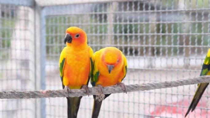 彩色黄色橙色绿色爱鸟鸣叫站在笼子里的绳子上，相机平底锅特写