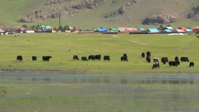 蒙古草原上的牦牛过河