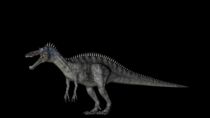 黑色背景上旋转的Suchomimus恐龙