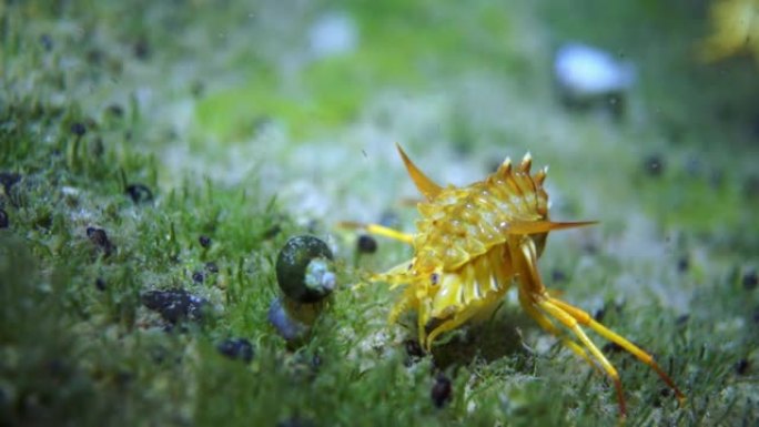 贝加尔湖黄色甲壳类小龙虾宏观射击。