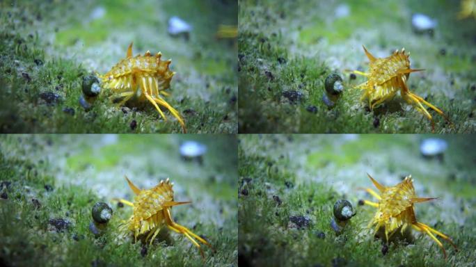 贝加尔湖黄色甲壳类小龙虾宏观射击。
