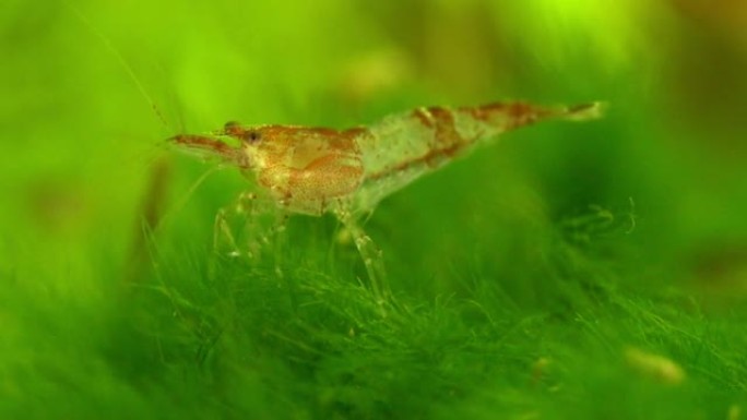 淡水水族馆里的虾。新鱼虾或日利虾。