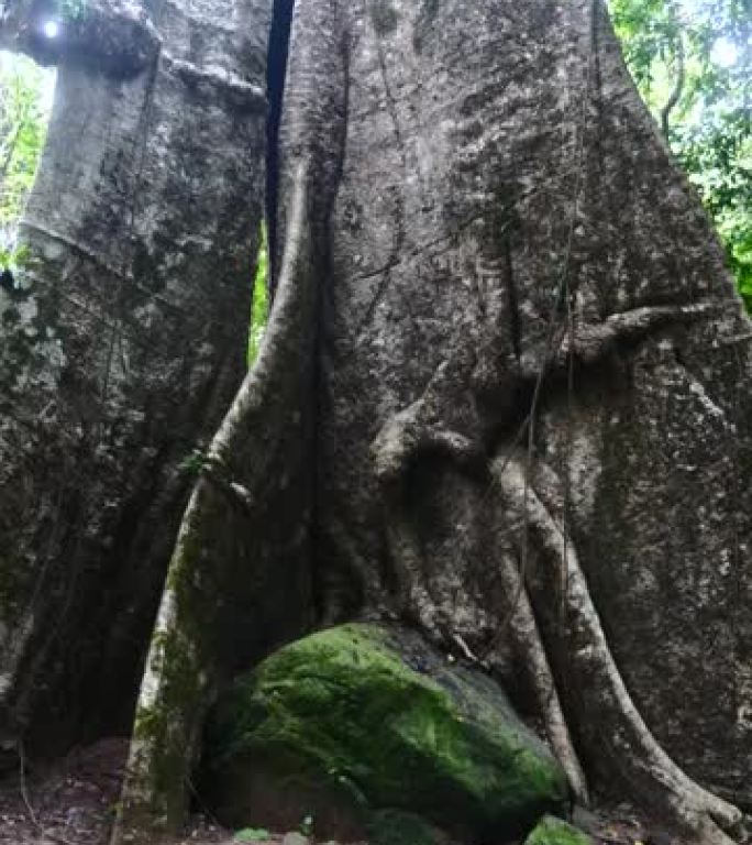 垂直视频: 森林公园美丽的风景中树根大的树干