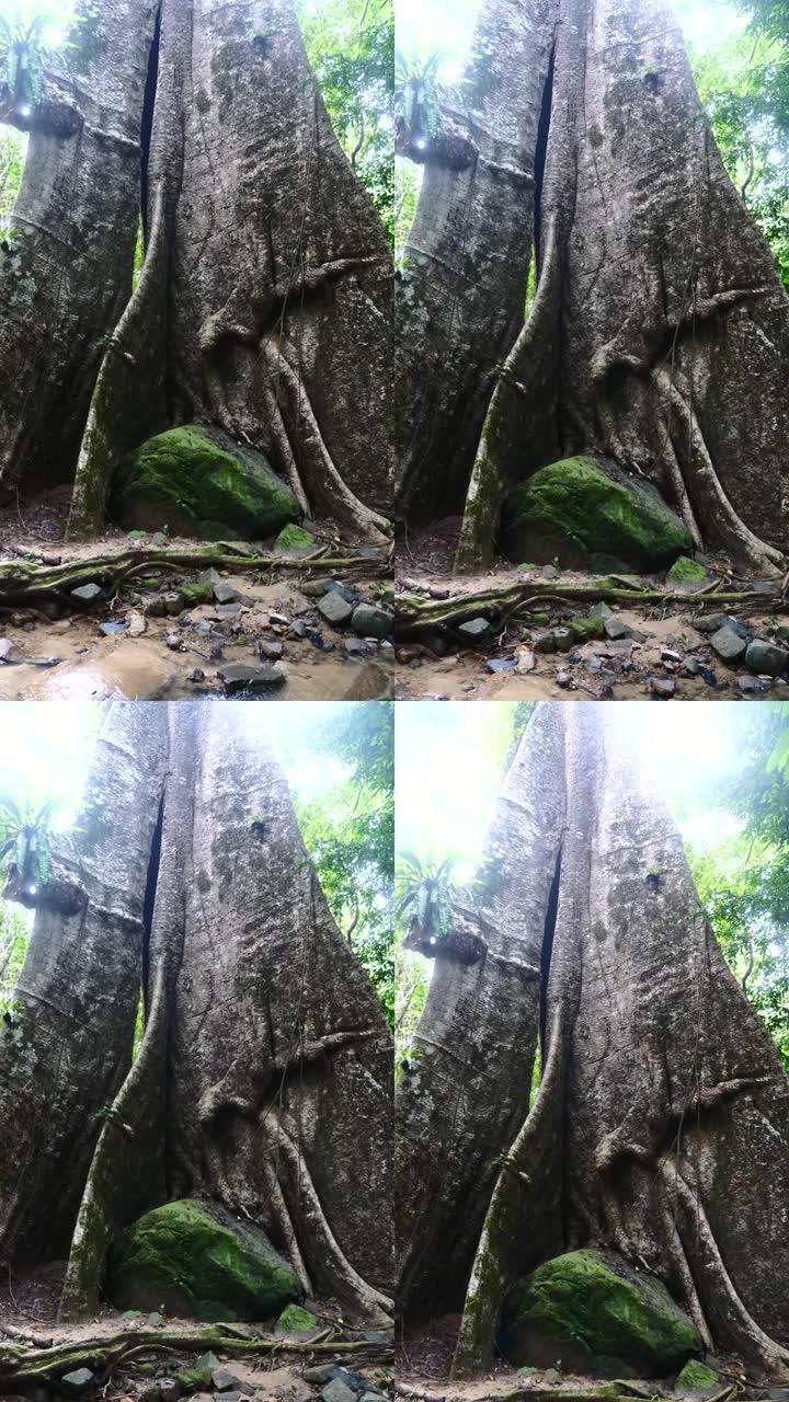 垂直视频: 森林公园美丽的风景中树根大的树干