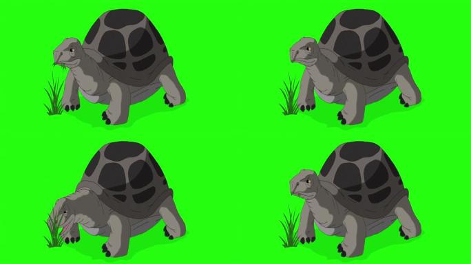 大灰象龟吃草色度键