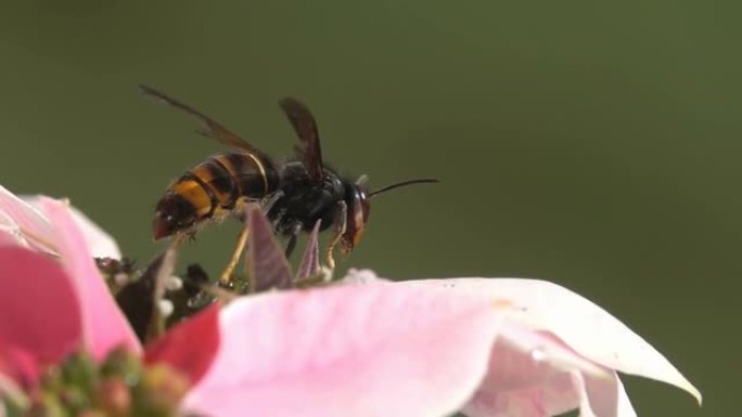 蜜蜂黄蜂大黄蜂