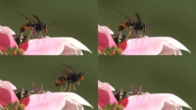 蜜蜂黄蜂大黄蜂
