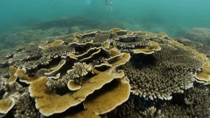 台湾澎湖群岛海底健康的硬珊瑚礁