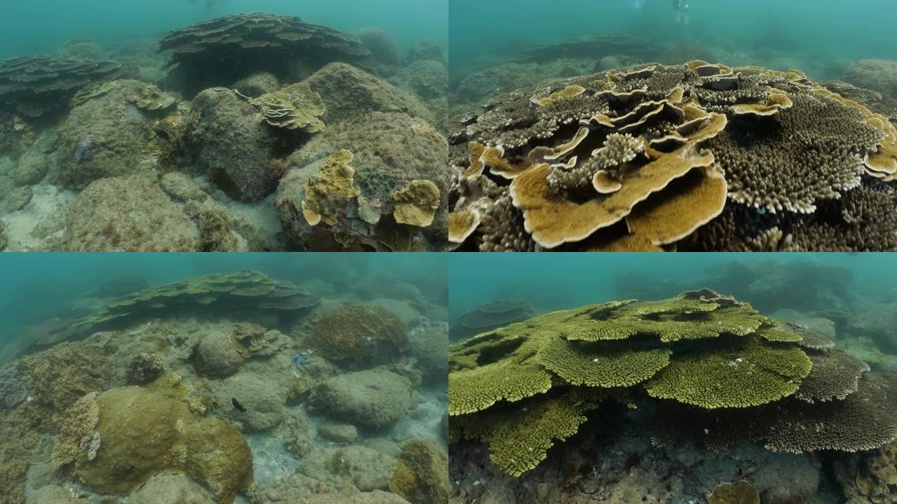 台湾澎湖群岛海底健康的硬珊瑚礁