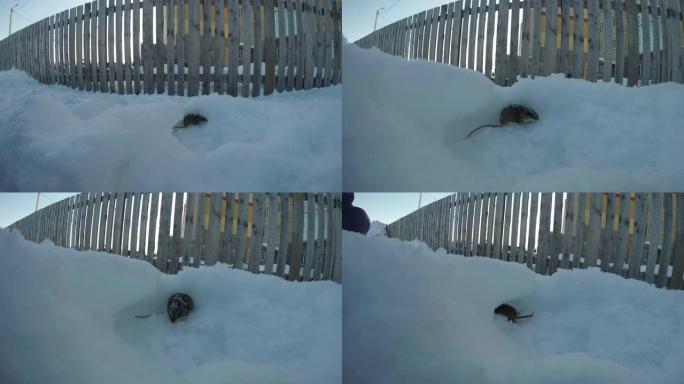 老鼠在木栅栏附近的雪地上挖洞