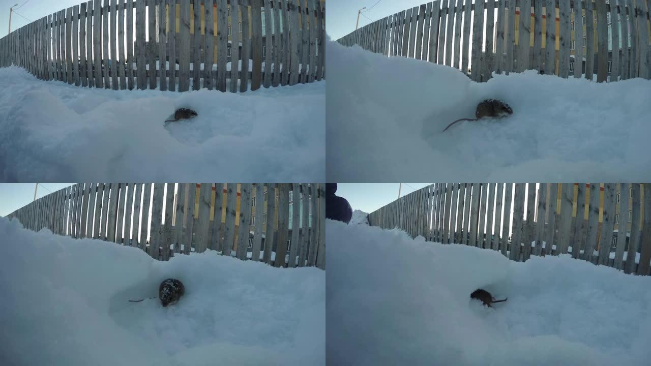 老鼠在木栅栏附近的雪地上挖洞