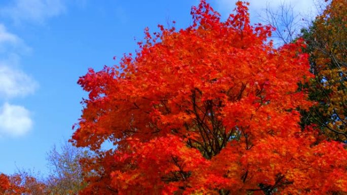秋天的颜色秋季枫叶风光美景