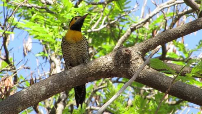 一棵有黄色啄木鸟的多叶树。野生景观。