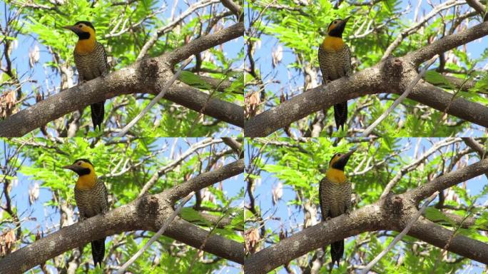一棵有黄色啄木鸟的多叶树。野生景观。