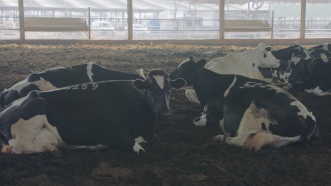 奶牛躺在一个大型奶牛场的地上，牛奶生产