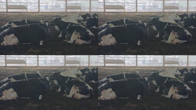 奶牛躺在一个大型奶牛场的地上，牛奶生产