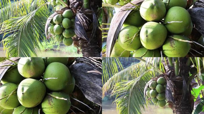 椰子树夏季风光椰汁海岛沙滩度假