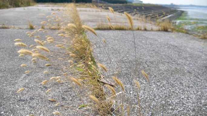 在日本的混凝土岩石上生长的棕色草