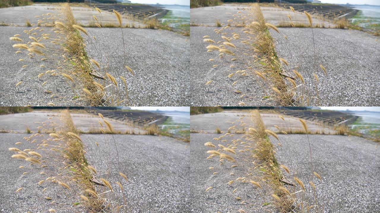 在日本的混凝土岩石上生长的棕色草