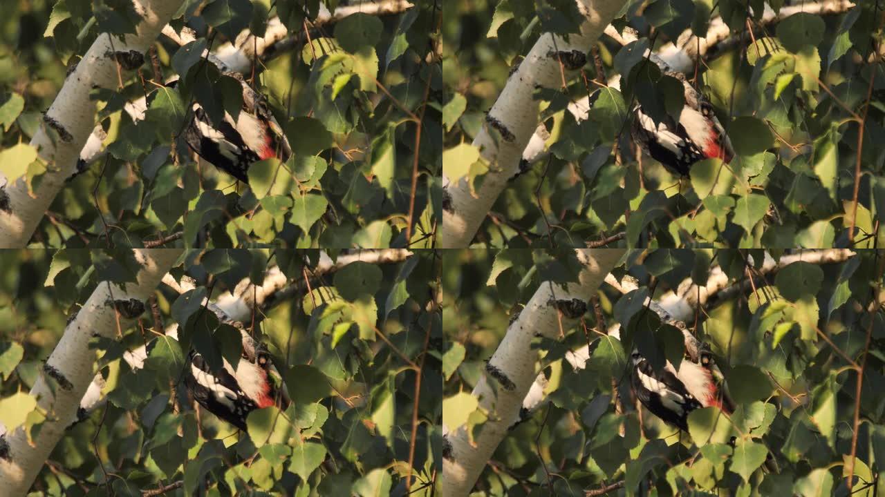 大斑啄木鸟 (Dendrocopos major)，俄罗斯