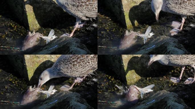 一只海鸥将鱼头从水中拉出，爱尔兰