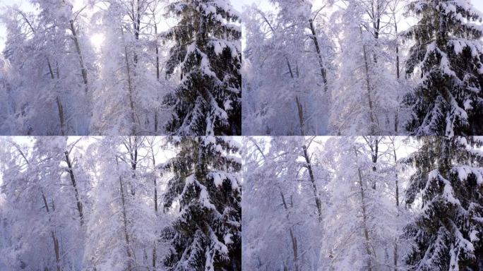 阳光下白雪皑皑的冬季森林