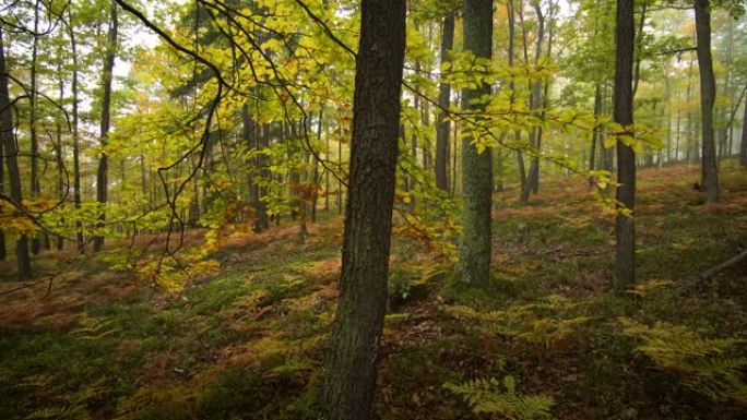 秋天的森林4k分辨率、植物、茂密的树叶
