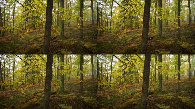 秋天的森林4k分辨率、植物、茂密的树叶
