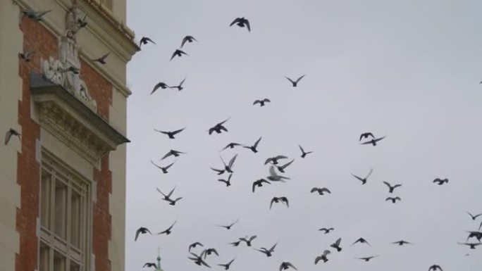 以4k慢动作60fps在城市中飞翔的鸟群