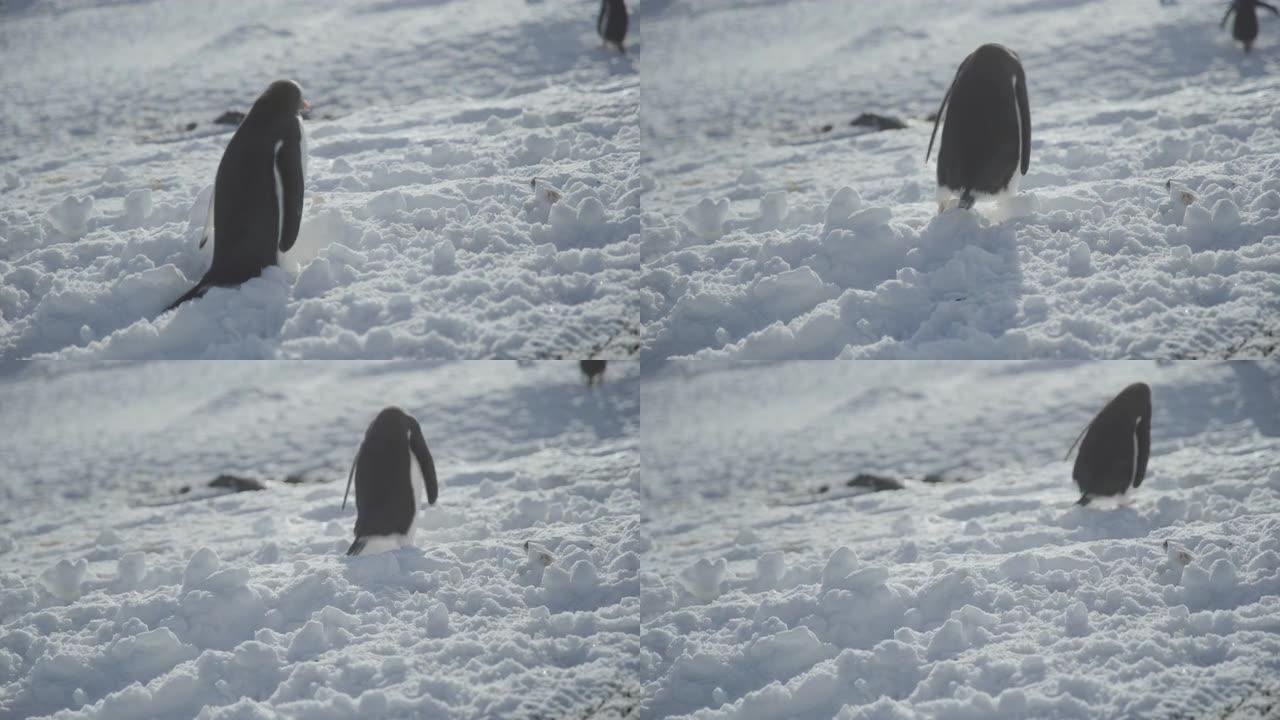南极洲-在雪地里行走的Gentoo企鹅 (Pygoscelis Papua)