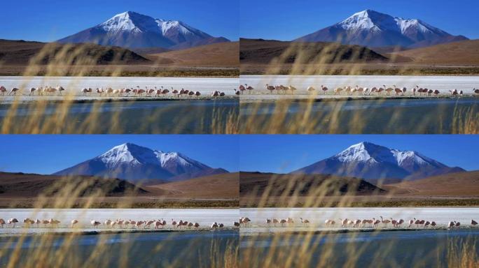 火烈鸟在玻利维亚湖中觅食，背景是雪山，前景是草。
