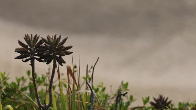 沿海景观上的双花