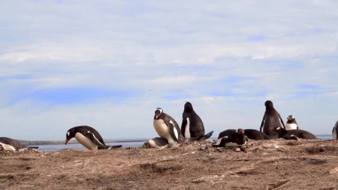 几只Gentoo企鹅在沙丘上休息。一只小企鹅把头靠在妈妈身上取暖。