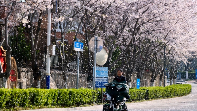 非常壮观的樱花飘落